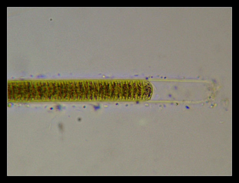 Lyngbya sp ... forse :-D